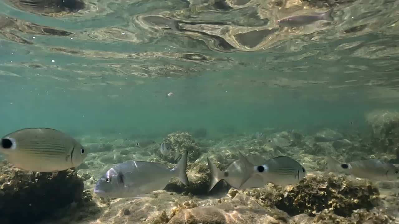 跟踪孤立的马鞍海鲷鱼游泳在岩石海底与水面以上和阳光照射。慢动作视频素材