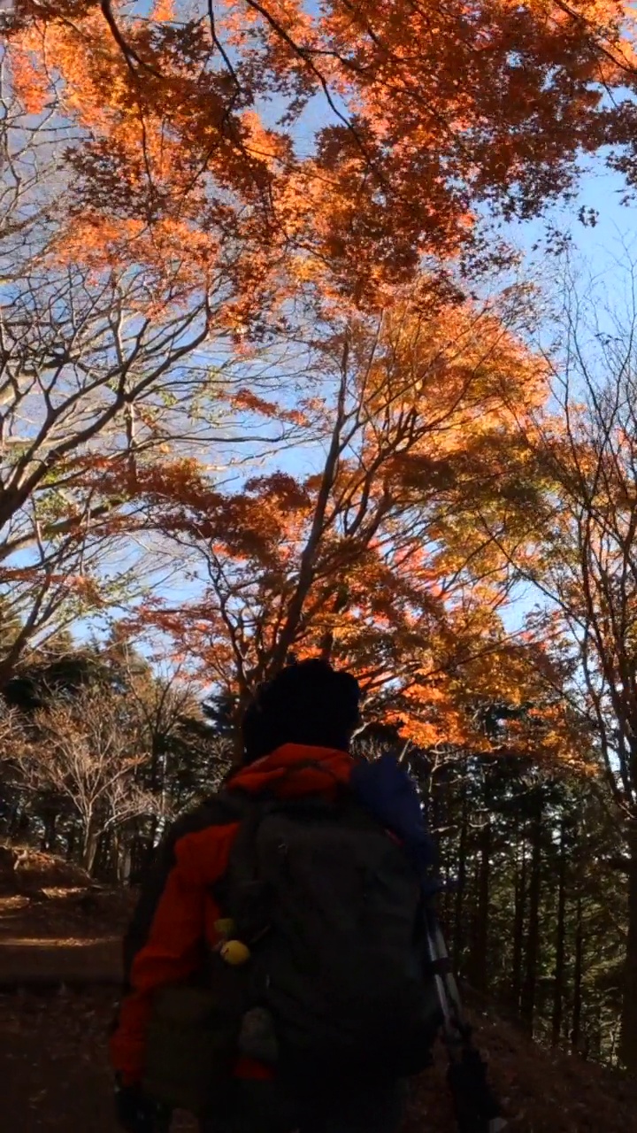 秋天在山林里徒步的女人视频素材