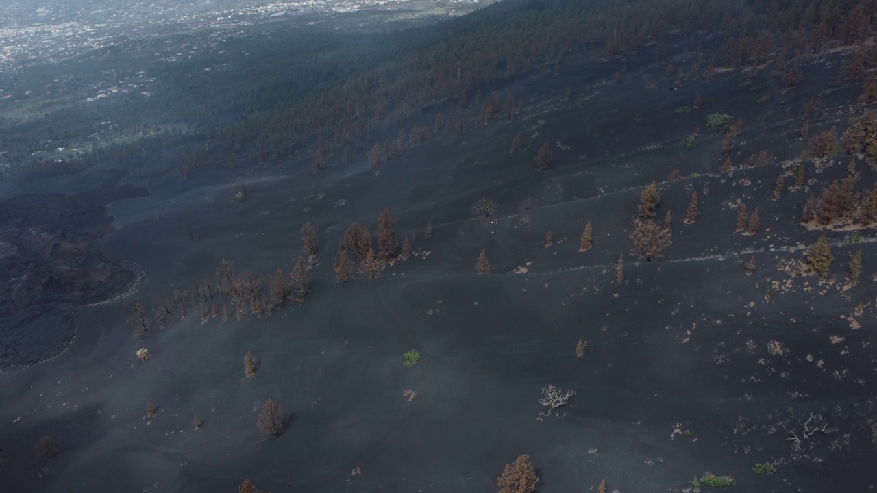 火山喷发。塔乔盖特火山灰烬覆盖的卡纳利松林鸟瞰图(Cumbre Vieja)视频素材