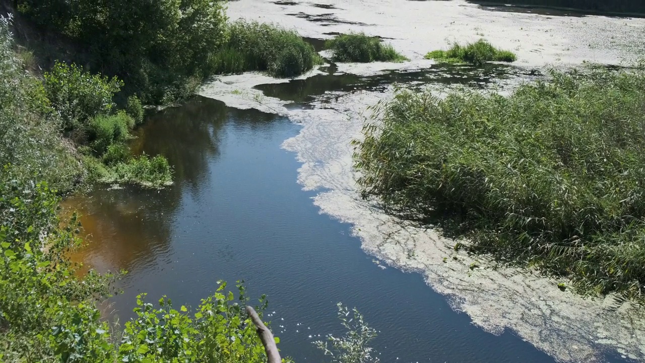 在一片绿色茂密的森林背景下，沼泽河上覆盖着浮萍、藻类、芦苇和草。白天，中景视频素材