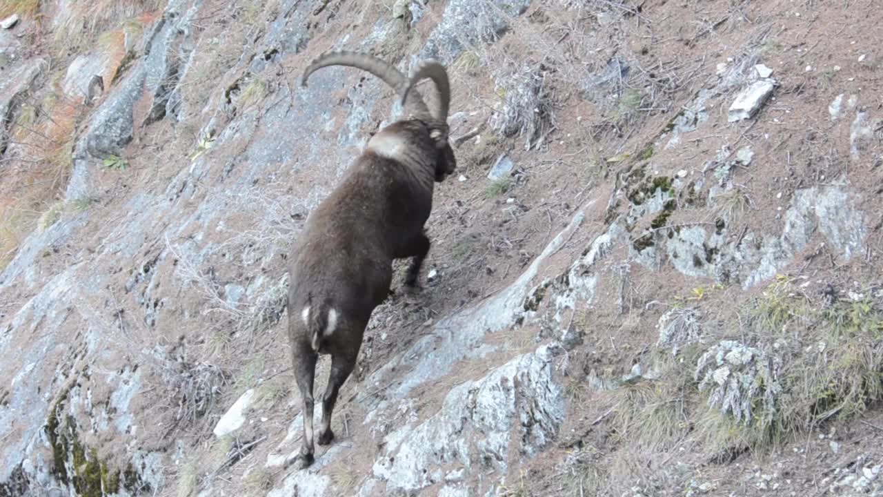 秋天的Ibex，山羊Ibex，视频素材