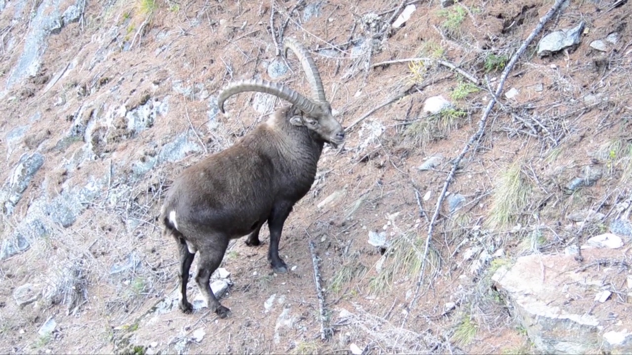 秋天的Ibex，山羊Ibex，视频素材