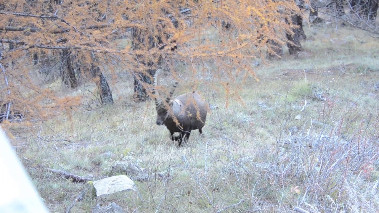 秋天的Ibex，山羊Ibex，视频素材