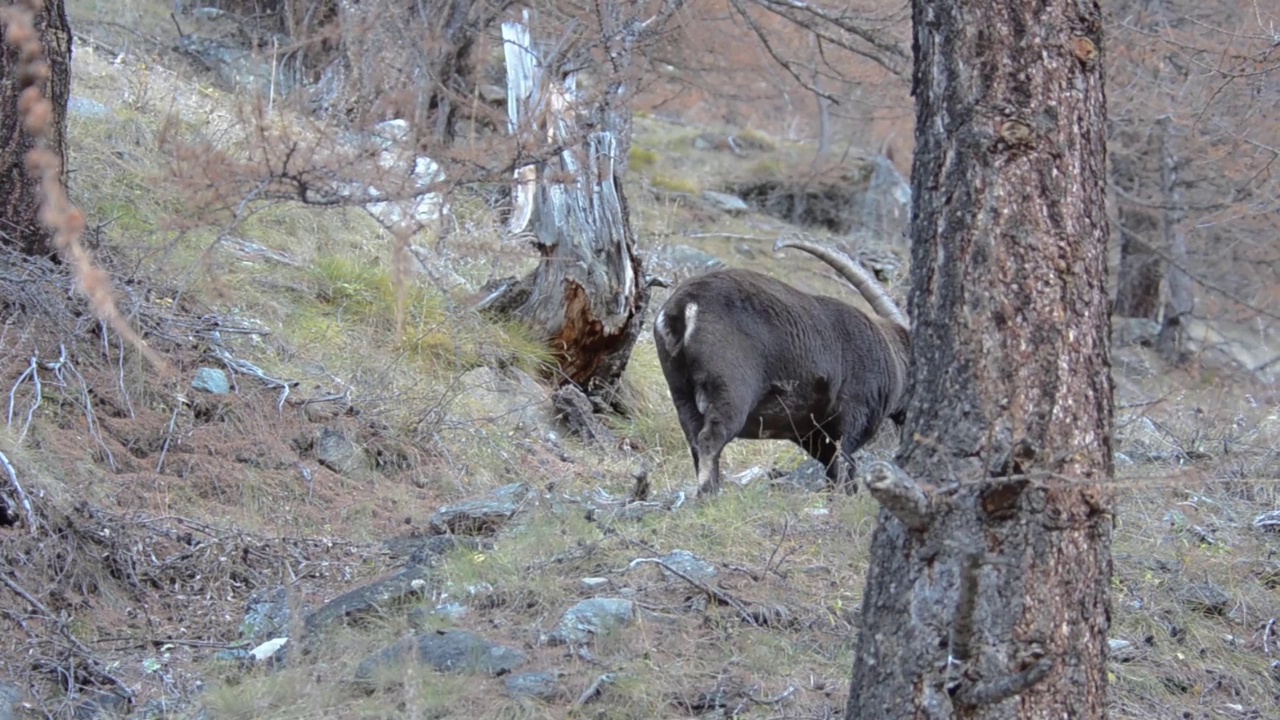 秋天的Ibex，山羊Ibex，视频素材