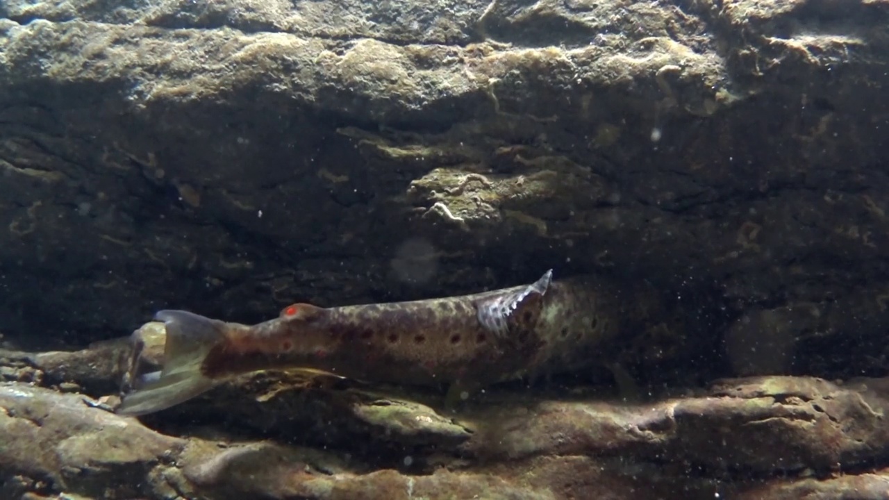 山溪里的水下鳟鱼，Salmo trutta视频素材