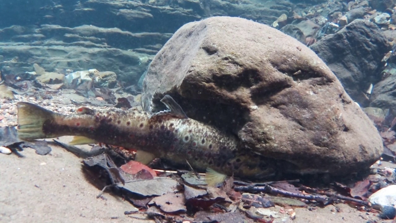 山溪里的水下鳟鱼，Salmo trutta视频素材