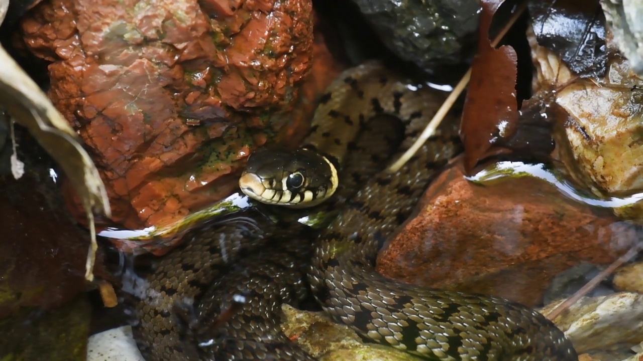 池塘里的水蛇Natrix Natrix视频素材