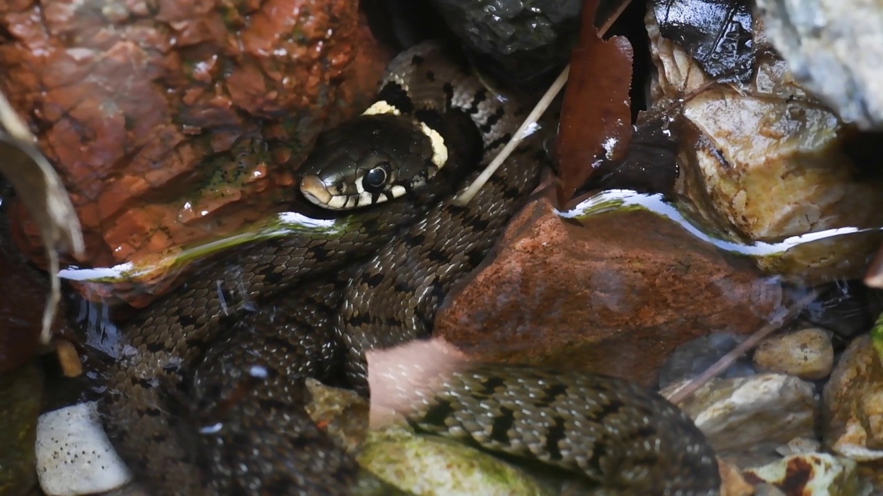 池塘里的水蛇Natrix Natrix视频素材