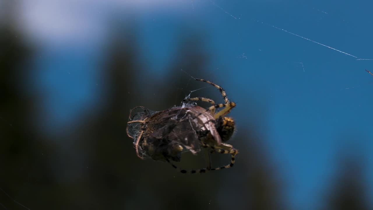 在模糊的自然和蓝色的天空背景上，一只蜘蛛与捕获的受害者的特写。有创造力。蜘蛛在捕捉食物。视频素材