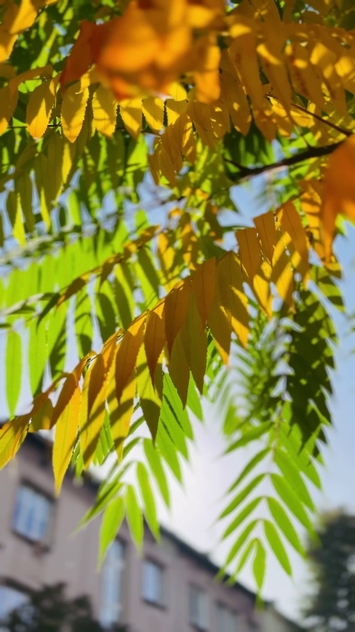 阳光透过树木和树叶视频素材