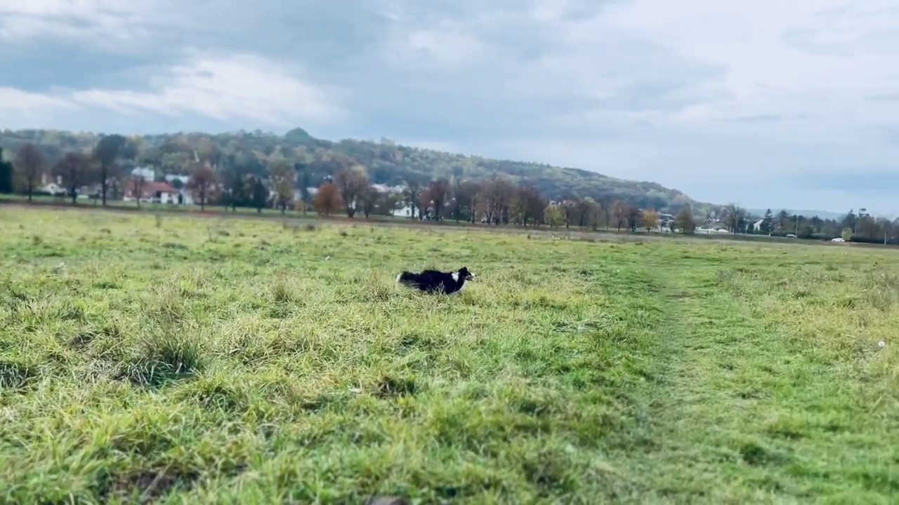 草地上的设得兰牧羊犬视频素材