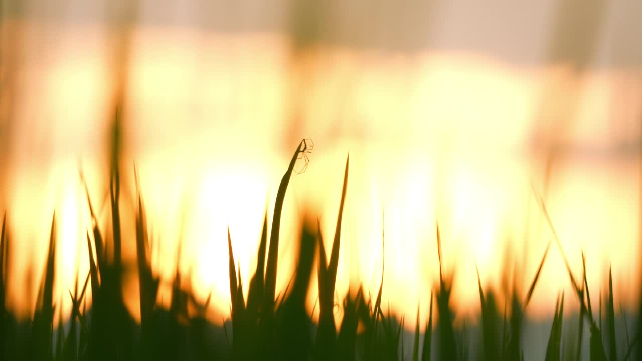 落日的天空和稻田阳光的背景视频素材