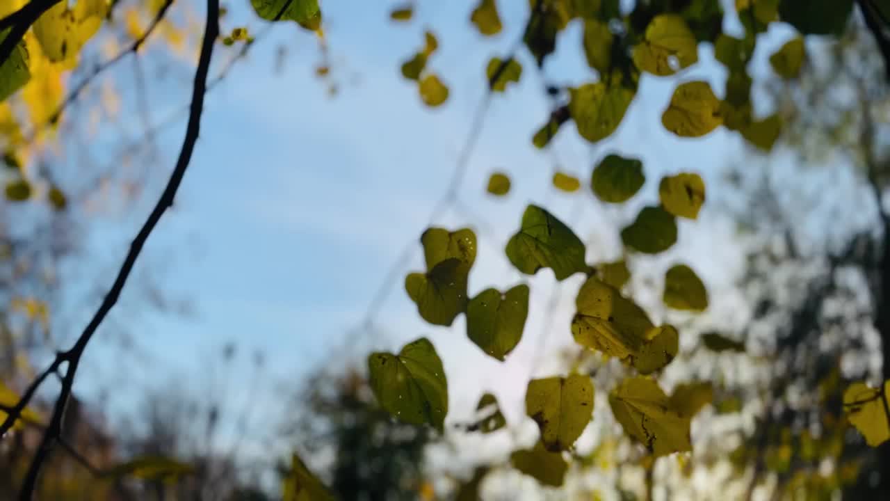 阳光透过树木和树叶视频素材