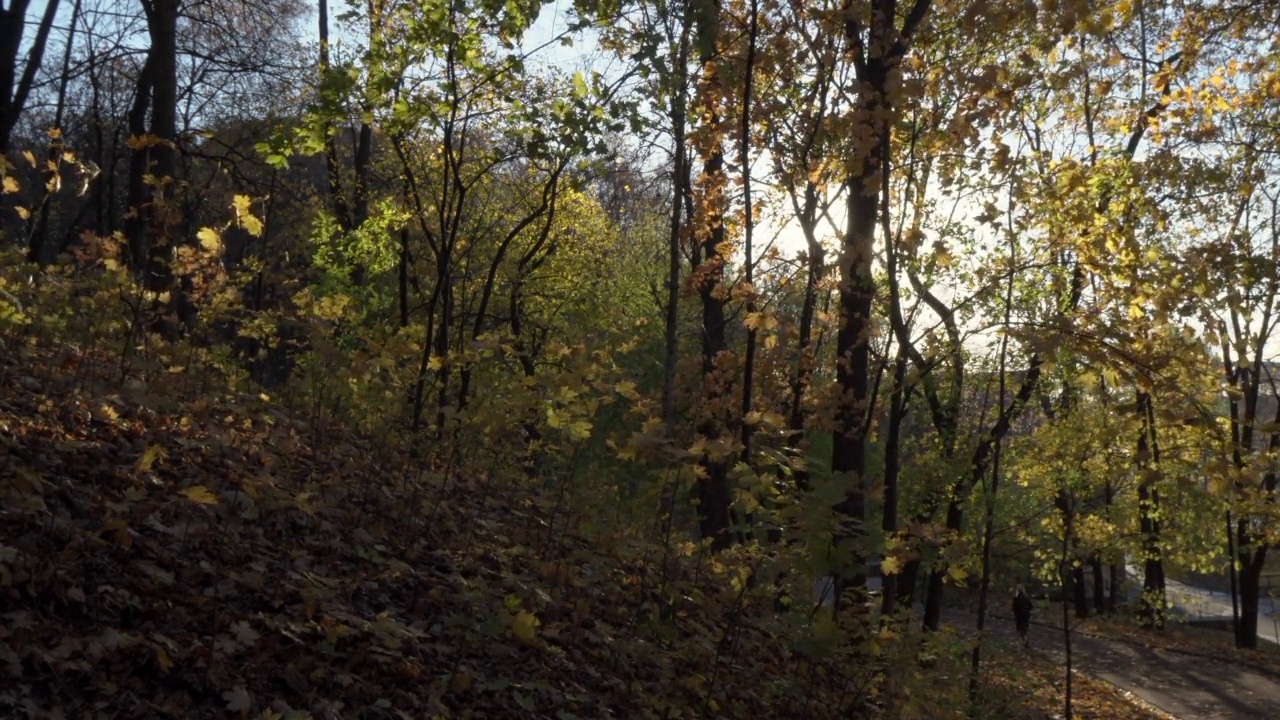 秋天公园里日落的太阳视频素材