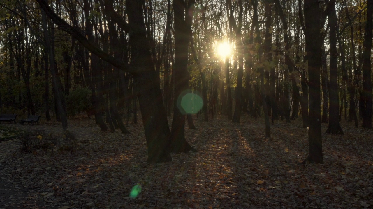 秋天公园里日落的太阳视频素材