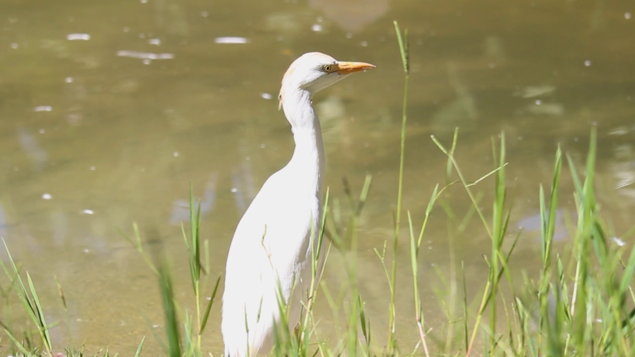 大白鹭(Ardea alba)，鸟也被称为普通白鹭视频素材