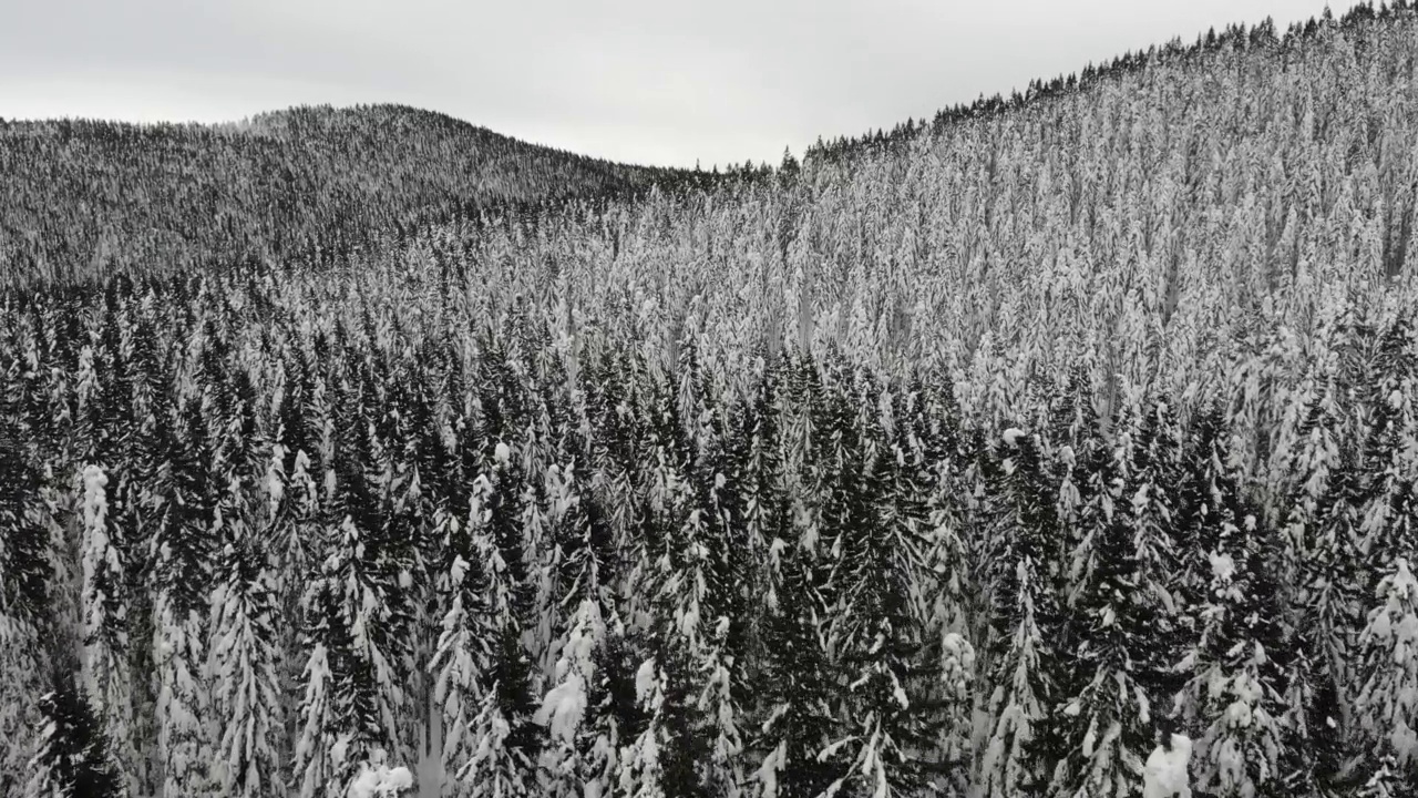 白雪覆盖的森林，鸟瞰图视频素材