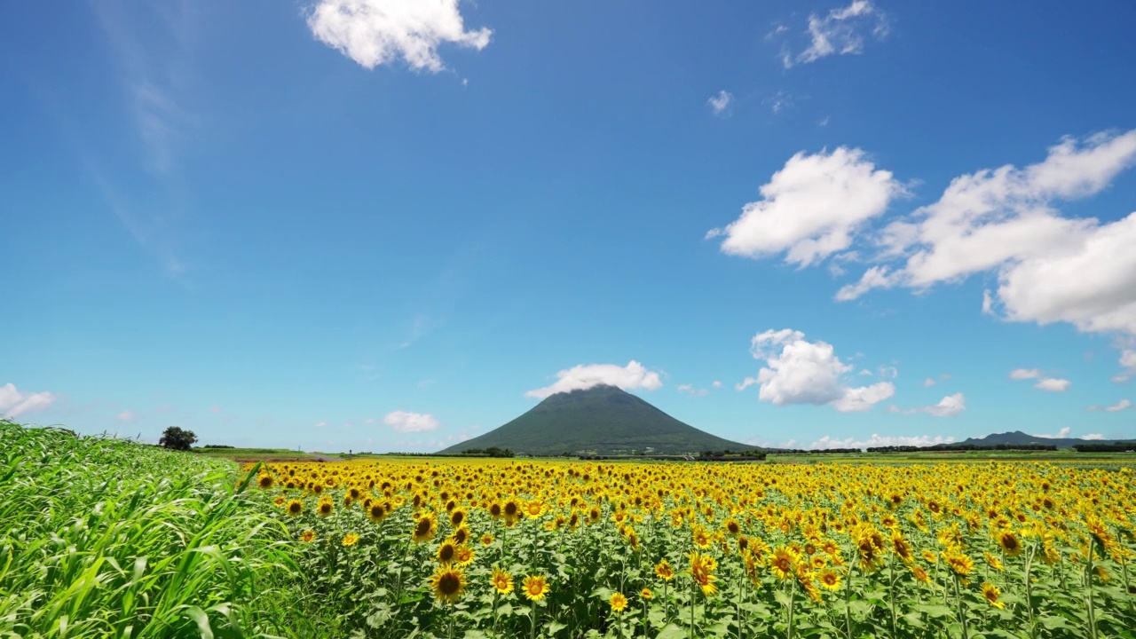 井宿向日葵田和海蒙大宅的风景视频素材