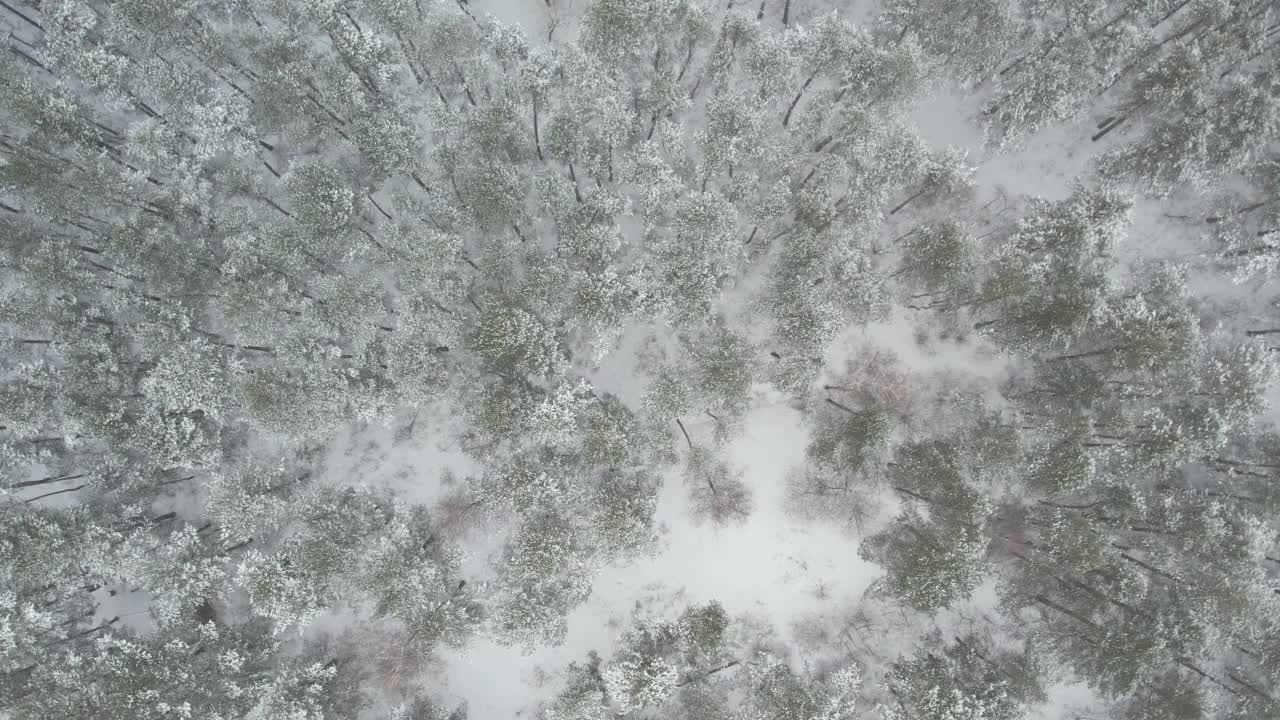 冬季松林的鸟瞰图。俯瞰白雪覆盖的松树。美丽的冬季森林景观。视频素材