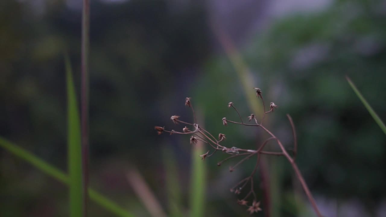 花园里的植物和花朵的镜头，非常适合用作背景视频素材