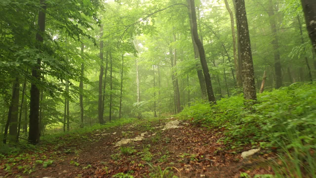 在有山毛榉树的林间小路上低空飞行。视频素材