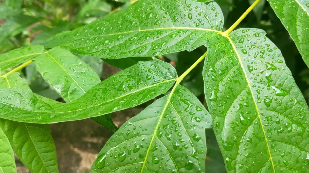 雨滴落在树的绿叶上视频素材