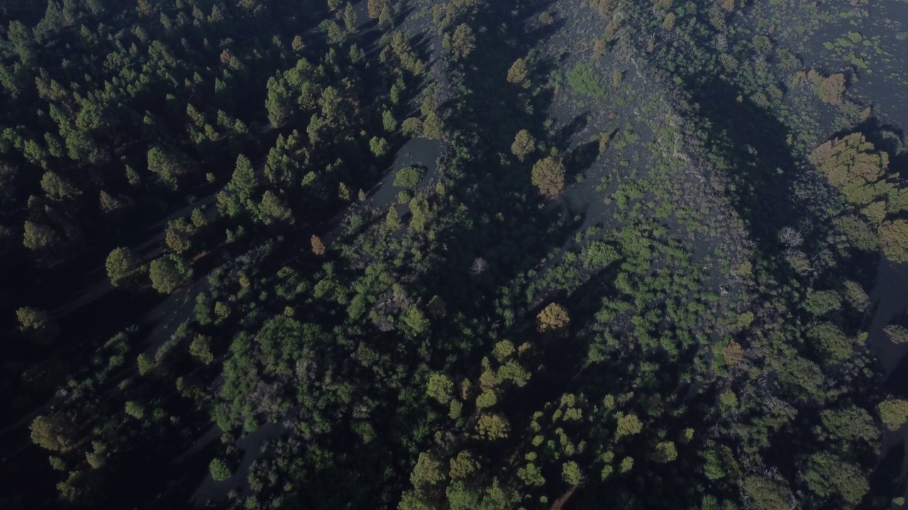 火山喷发。塔乔盖特火山灰烬覆盖的卡纳利松林鸟瞰图(Cumbre Vieja)视频素材