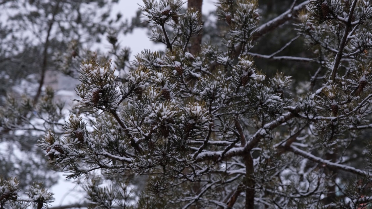 冬天的背景。雪覆盖了松枝。青松枝上的白雪视频素材