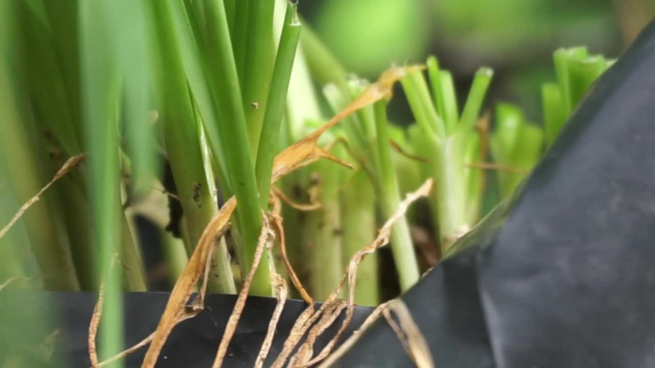 花园里的植物和花朵的镜头，非常适合用作背景视频素材