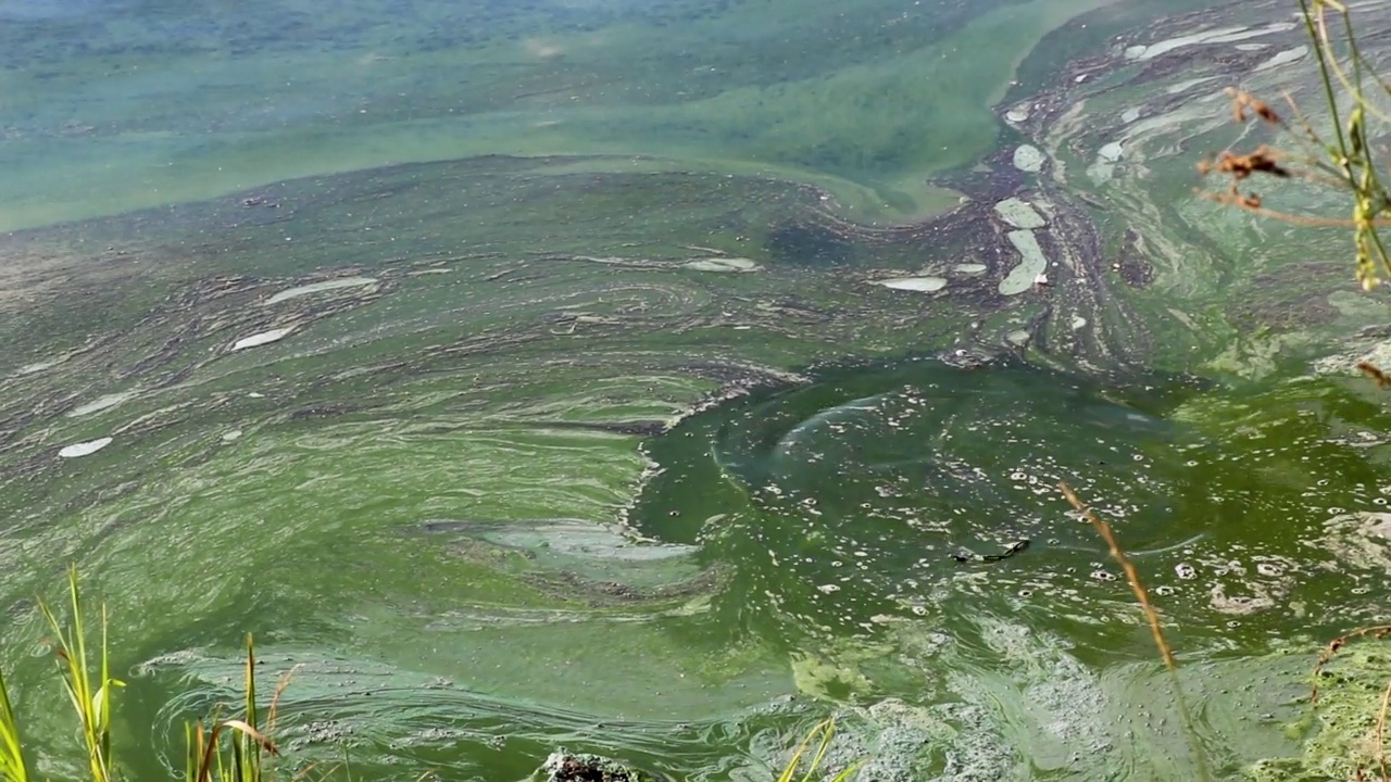 湖里藻类大量繁殖，水库污染，浮游植物数量暴增视频素材