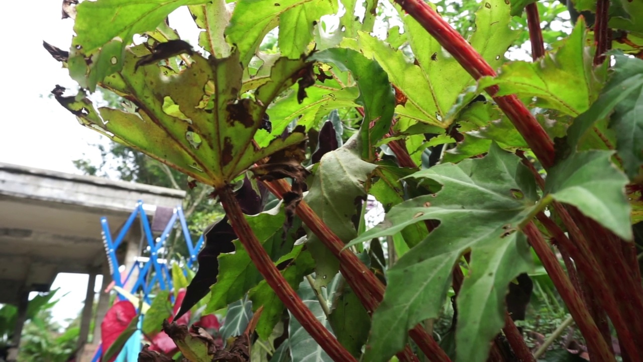 花园里的植物和花朵的镜头，非常适合用作背景视频素材