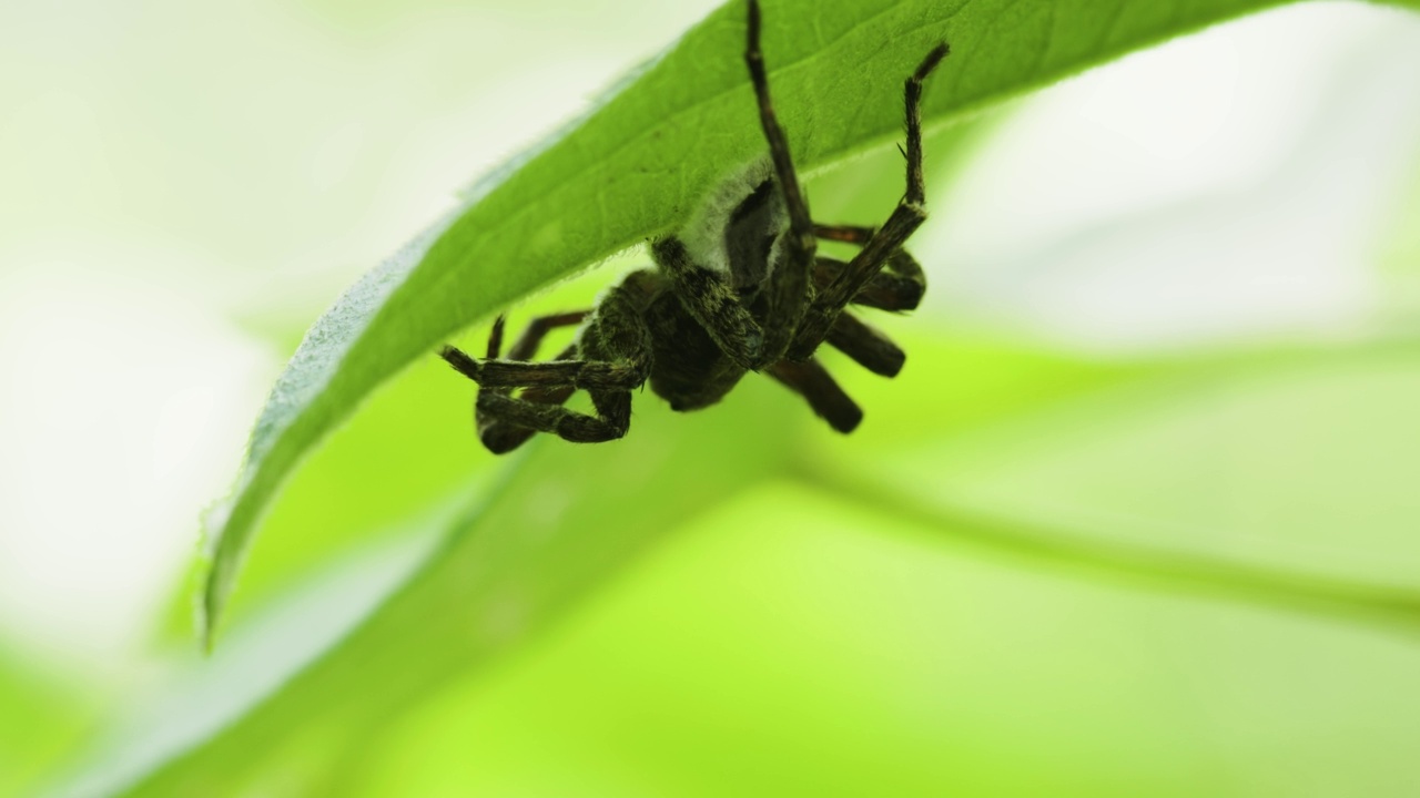一只黑蜘蛛躲在随风摇曳的绿叶下视频素材