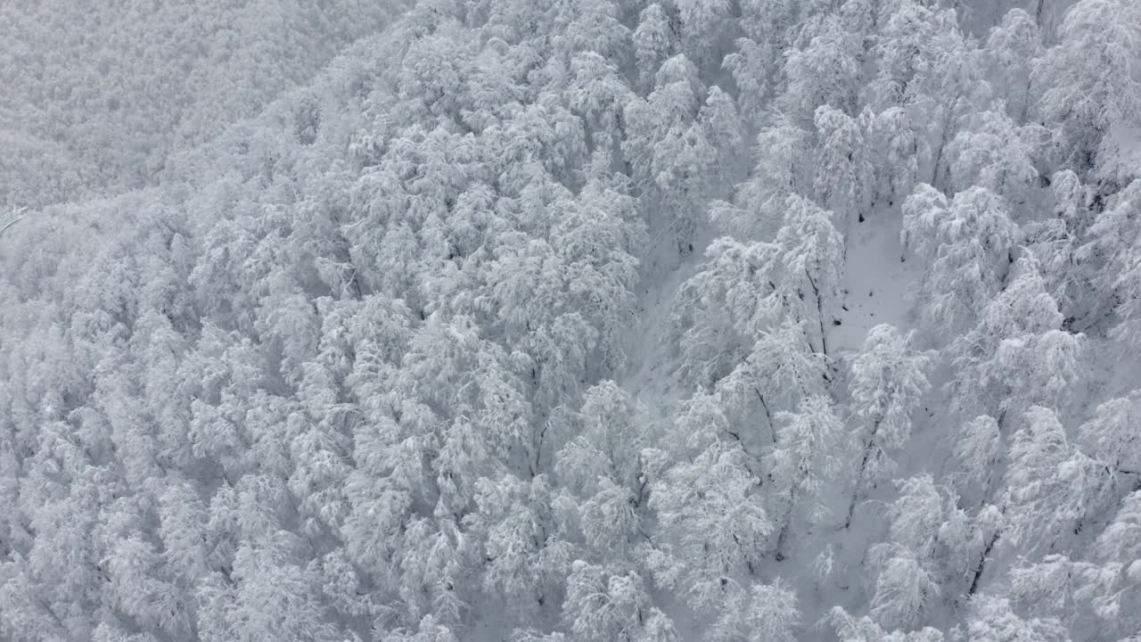 无人机缓缓飞过凋零森林，高山丘陵地形，峡谷峡谷狭窄视频素材