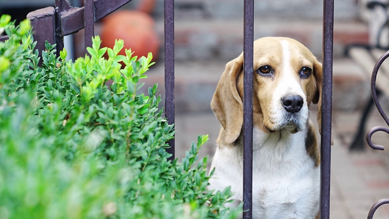 巴吉特猎犬盯着美丽的铁栅栏。视频素材