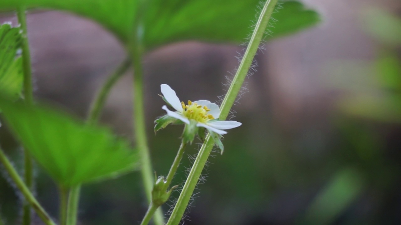 花园里的植物和花朵的镜头，非常适合用作背景视频素材