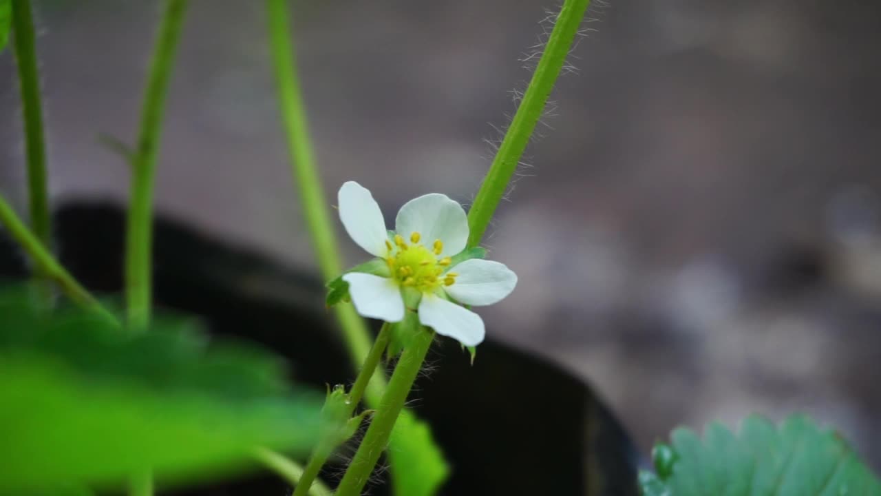 花园里的植物和花朵的镜头，非常适合用作背景视频素材