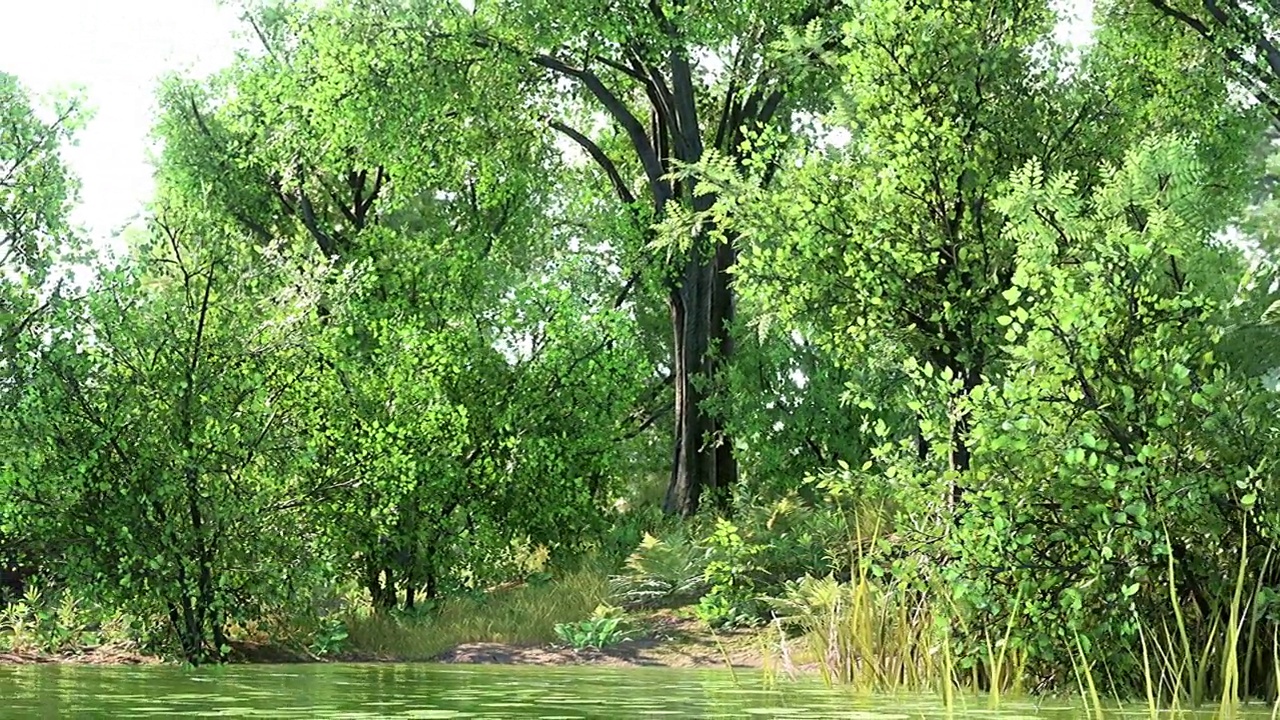 夏季绿林池塘景观视频素材