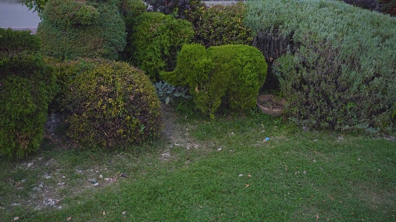 近距离观看美丽的绿色花园与树木和鲜花视频素材