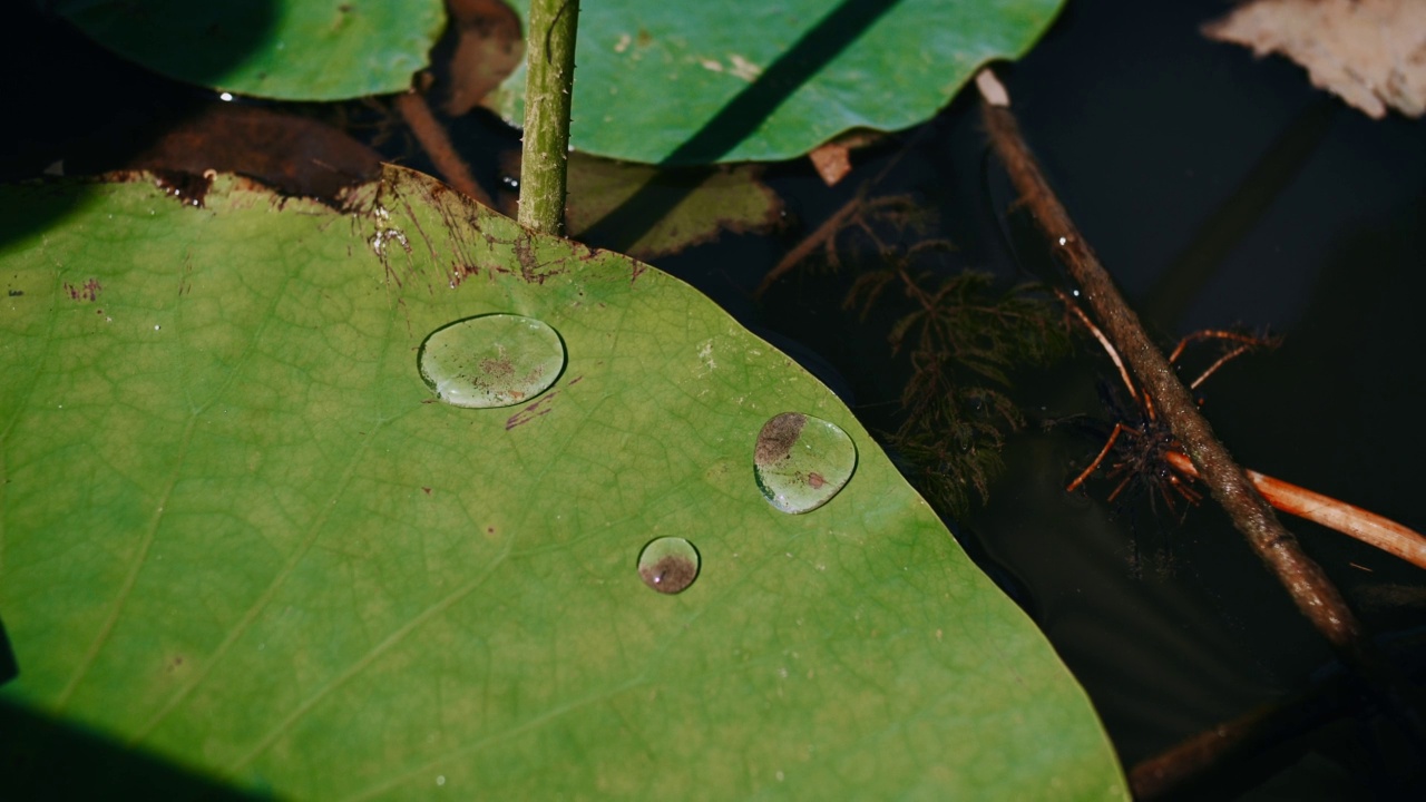 近景雨滴落在自然鲜绿的荷叶上，慢镜头雨滴落在疏水的叶子上视频素材