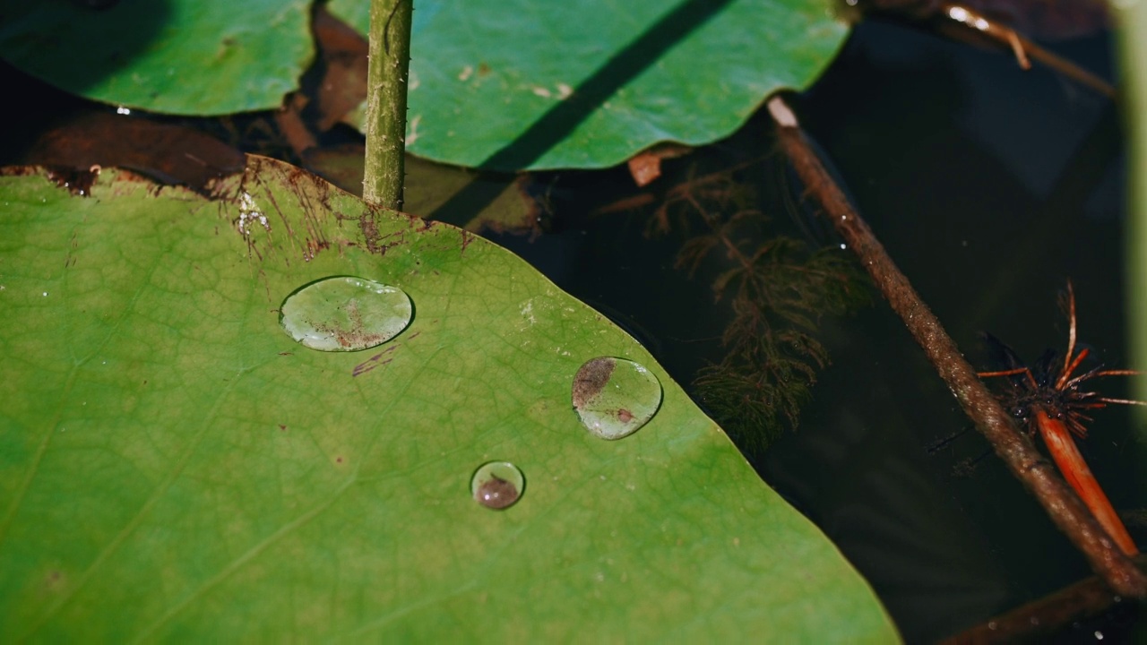 近景雨滴落在自然鲜绿的荷叶上，慢镜头雨滴落在疏水的叶子上视频素材