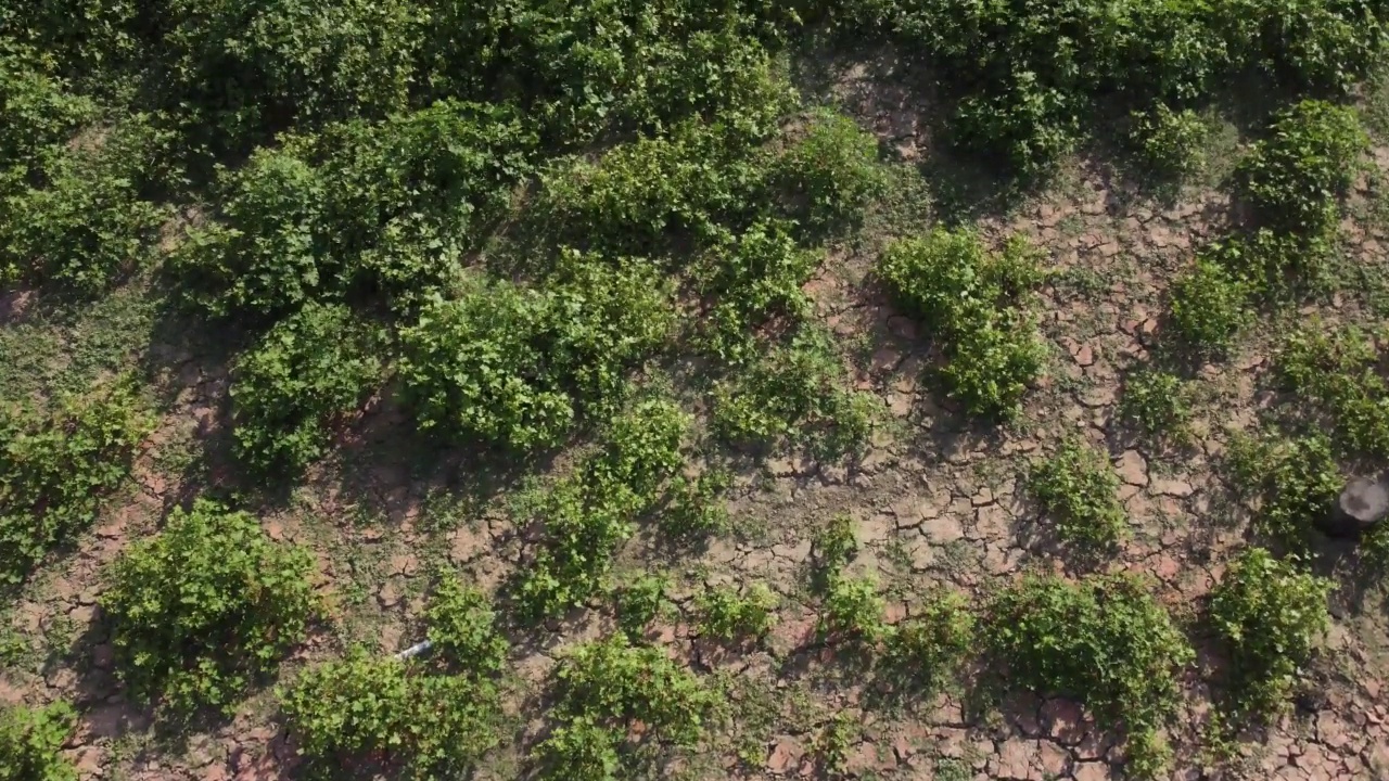 用无人机飞越干旱地区，俯视干燥的土壤。视频素材