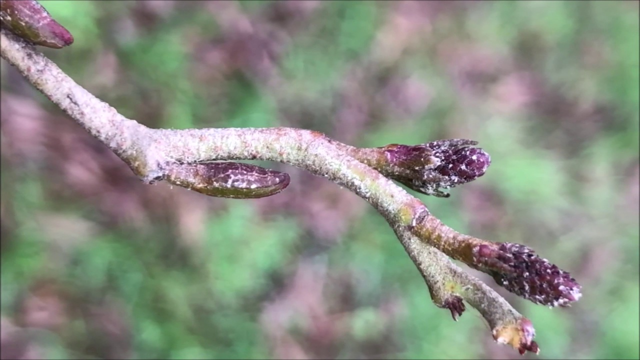 白桤木-年轻的雌性球果视频素材