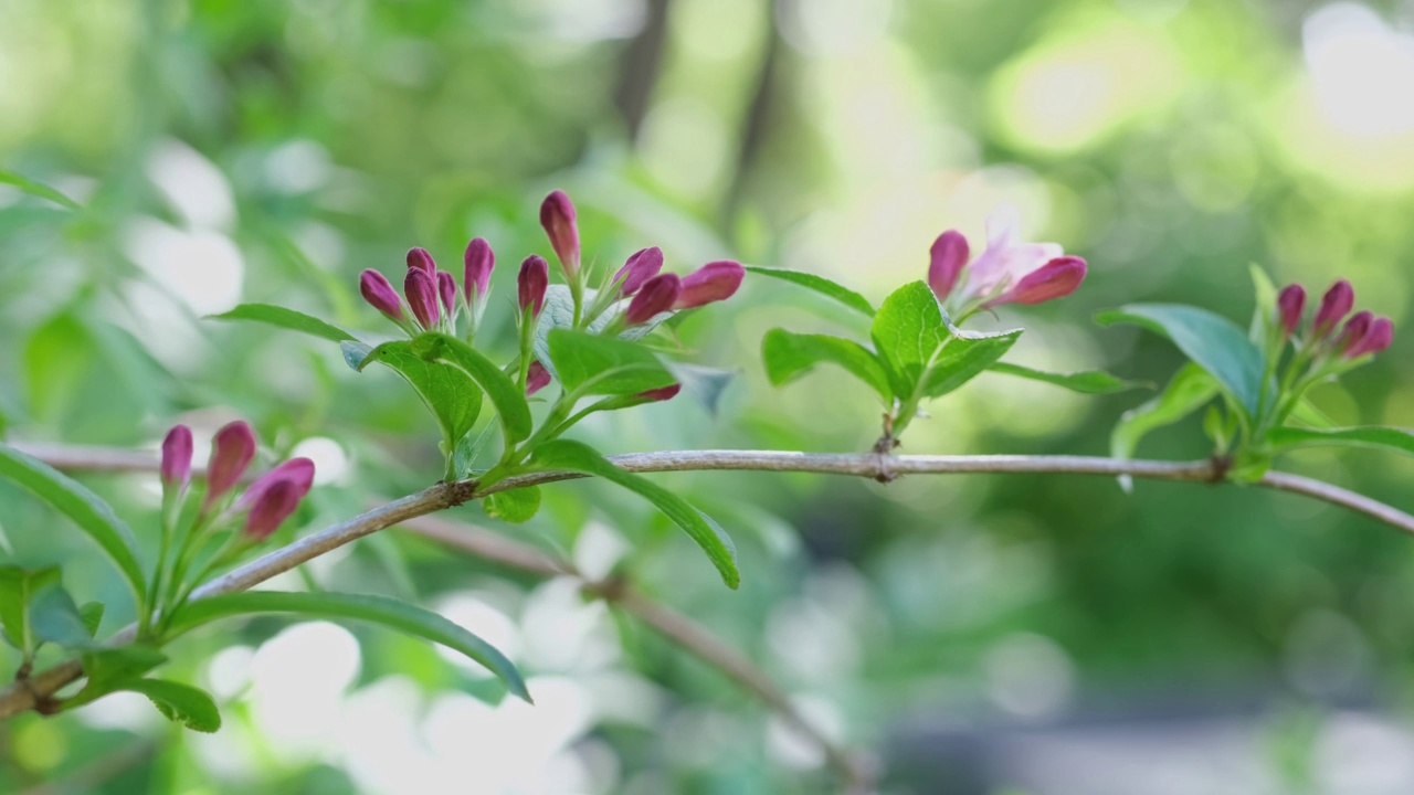 有金银花花蕾的树枝。视频素材