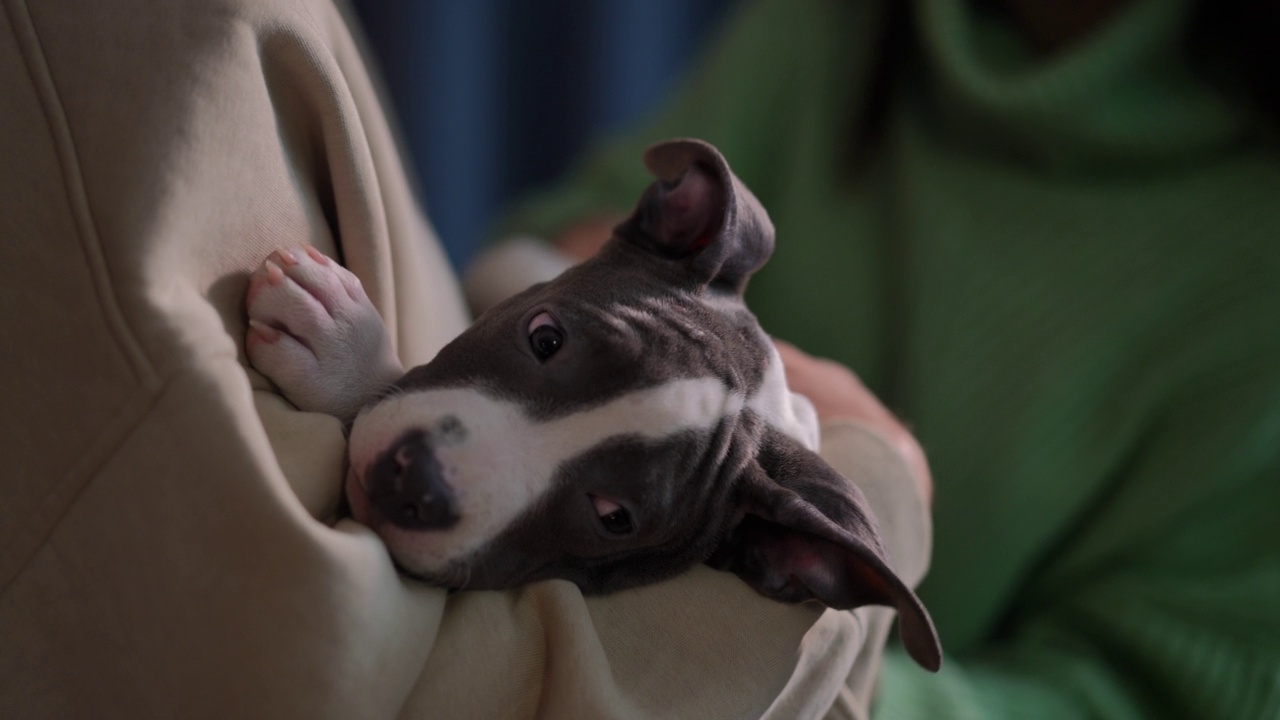 特写可爱的黑白斗牛犬幼犬在男性手中，女性手掌爱抚幼犬。纯种小美国斯塔福德犬的肖像室内与夫妇的主人。视频素材