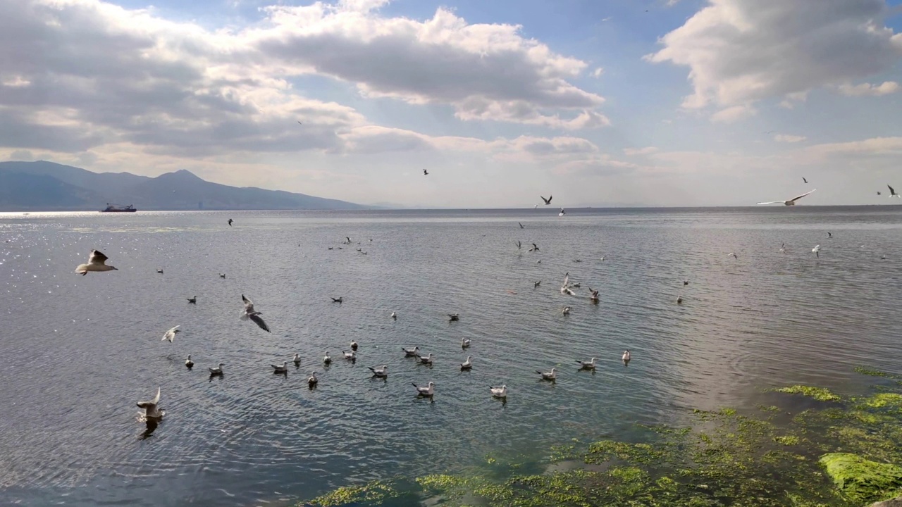 海鸥飞过长满青苔的海面视频素材