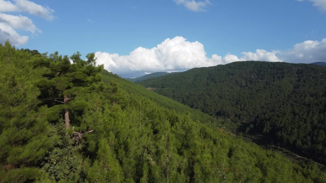 无人机镜头飞过长满松树的山丘。视频素材