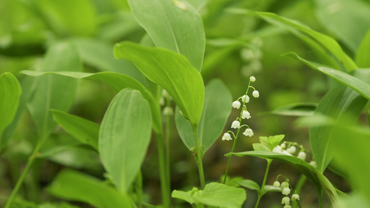 林间的百合花生长在春天的树林中。铃兰属马贾利。缓慢的运动。视频素材