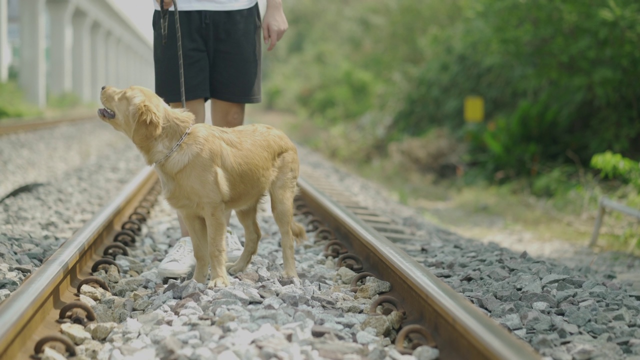 这个人带着金毛猎犬在公园里散步。视频素材