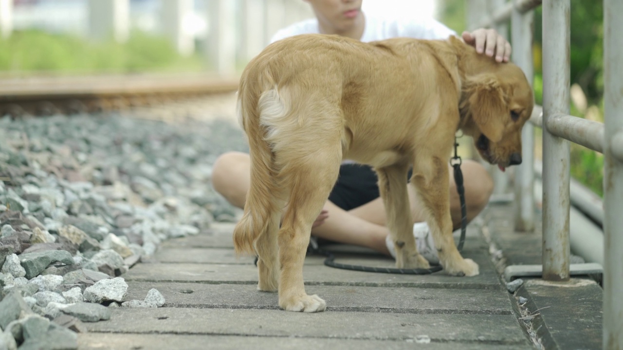 这个人带着金毛猎犬在公园里散步。视频素材