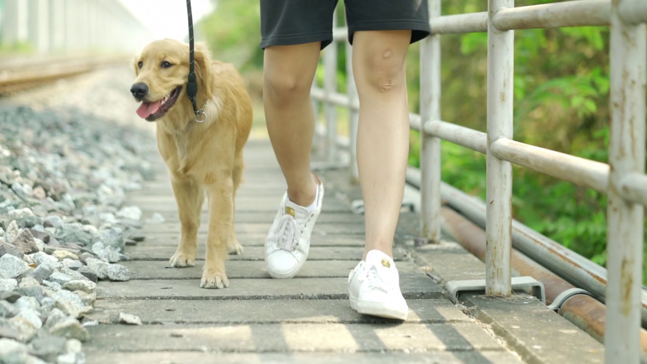 这个人带着金毛猎犬在公园里散步。视频素材